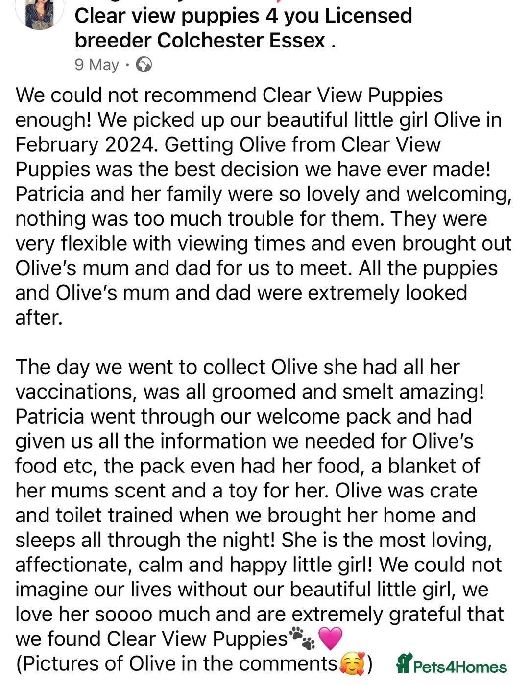 Cockapoo dogs for sale: 4⭐️Licensed Breeder Cockapoo Puppies - Image 31
