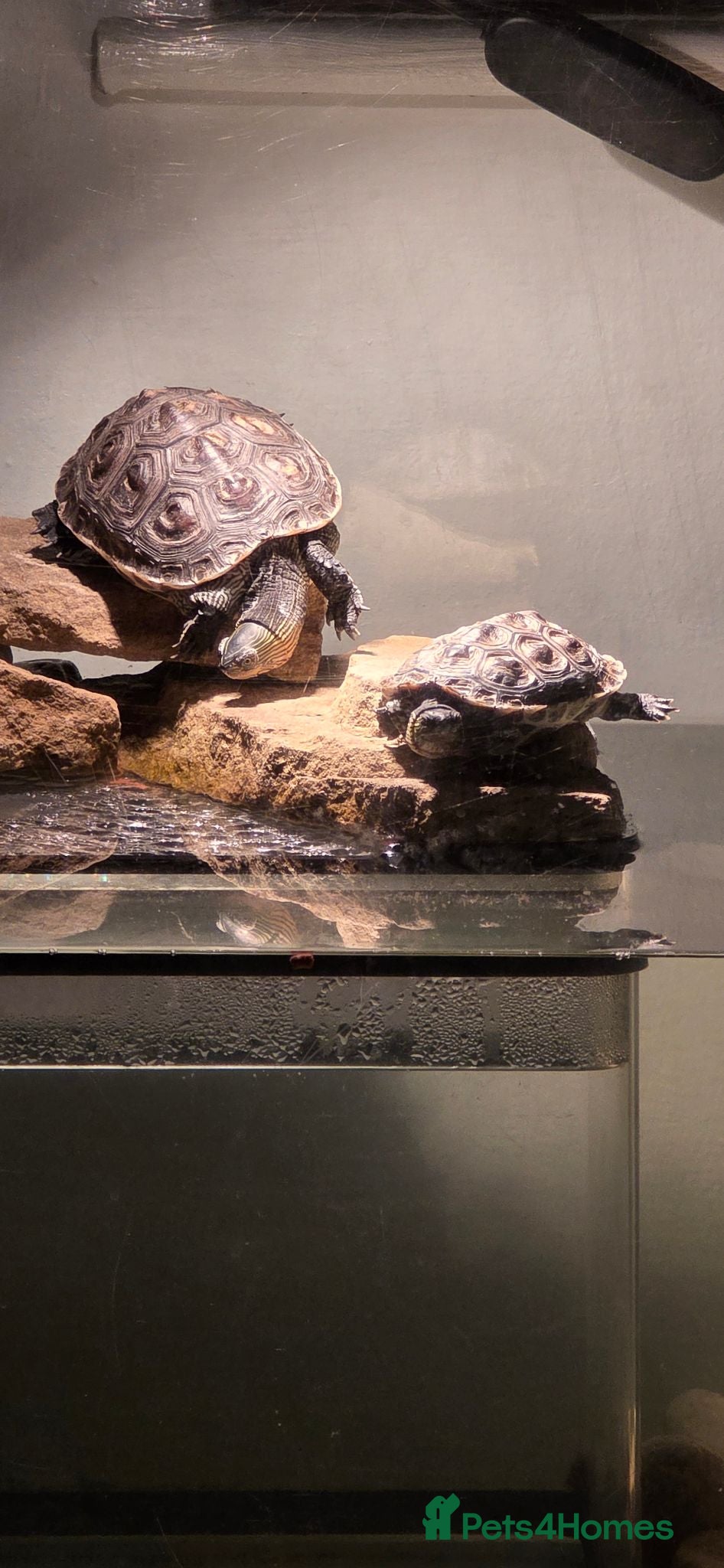 Turtle reptiles Chinese Stripped neck turtles. - Advert 8
