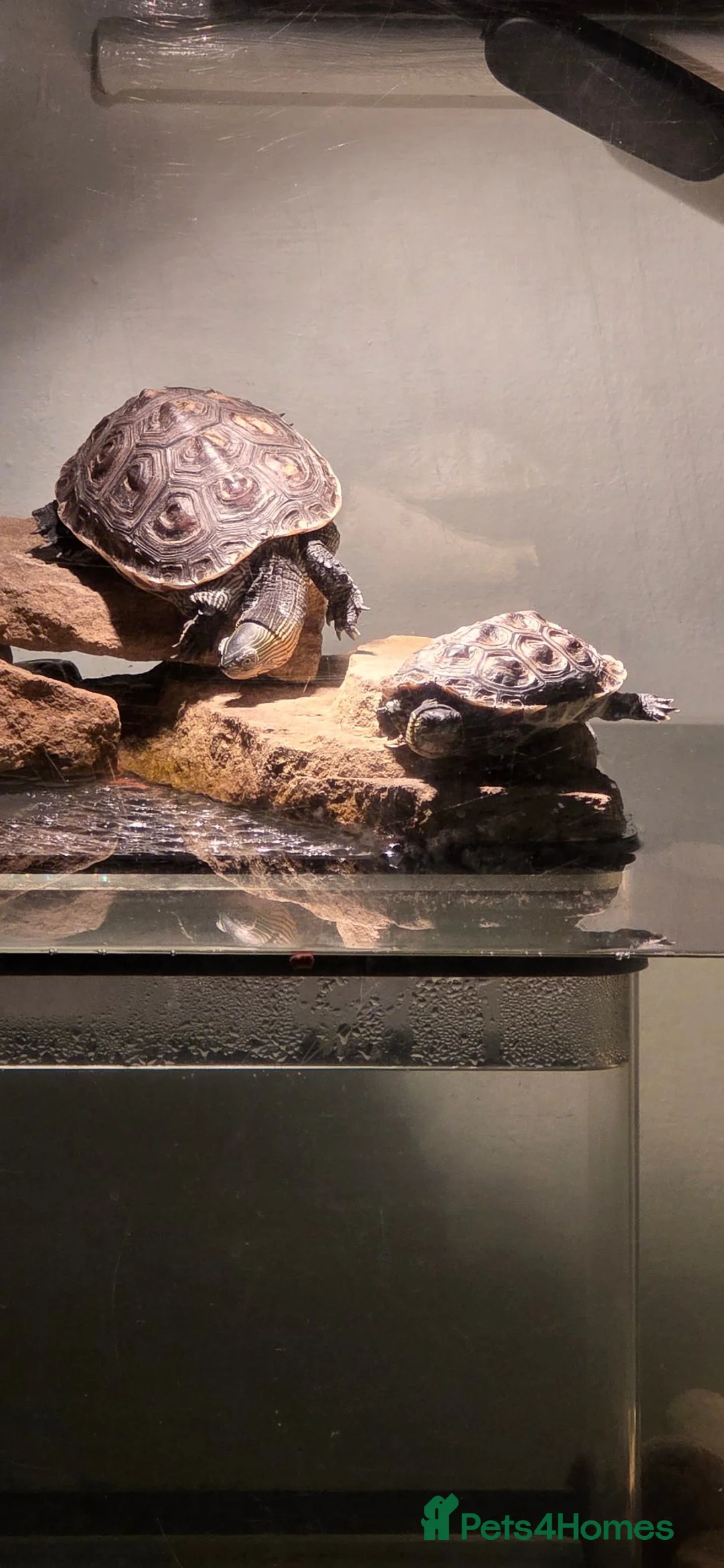 Turtle reptiles for sale: Chinese Stripped neck turtles. in Manchester - Advert 1
