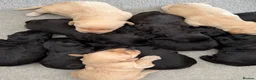 Labradoodle dogs for sale: Beautiful labradoodle puppy’s for sale - Advert 3