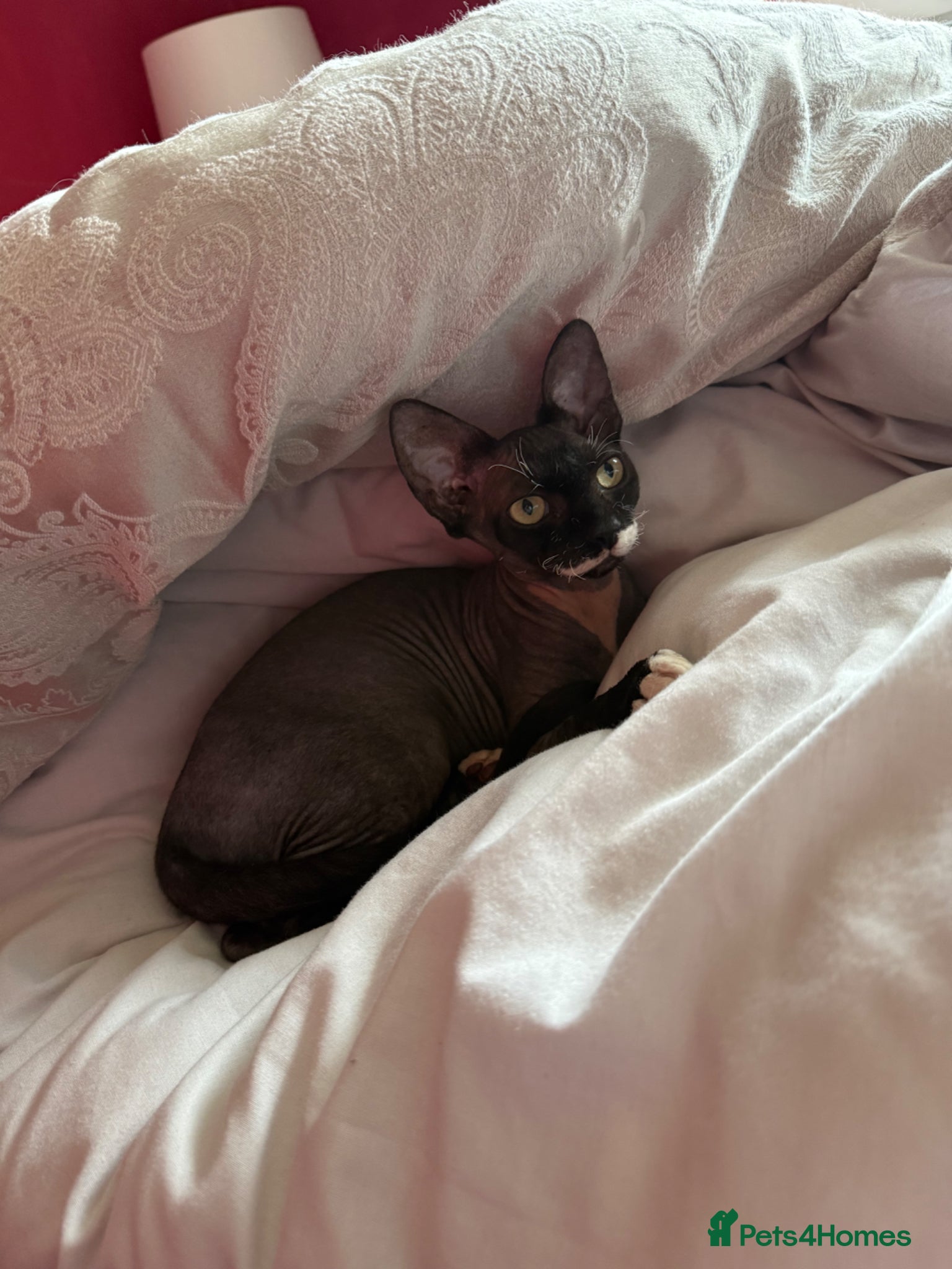 Sphynx cats Black and white sphynx  kitten - Advert 1