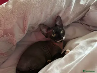 Sphynx cats Black and white sphynx kitten - Advert 1