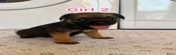 Border Terrier dogs for sale: Border terrier puppy’s  - Advert 5