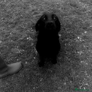 Labrador Retriever dogs Pure Bred Field Labradors Working Champions Lines - Advert 1