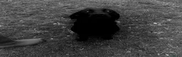 Labrador Retriever dogs for sale: Pure Bred Field Labradors Working Champions Lines in Denbigh - Advert 1