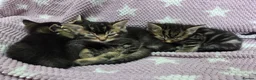 Mixed Breed cats for sale: Beautiful kittens looking for their forever homes  - Advert 14