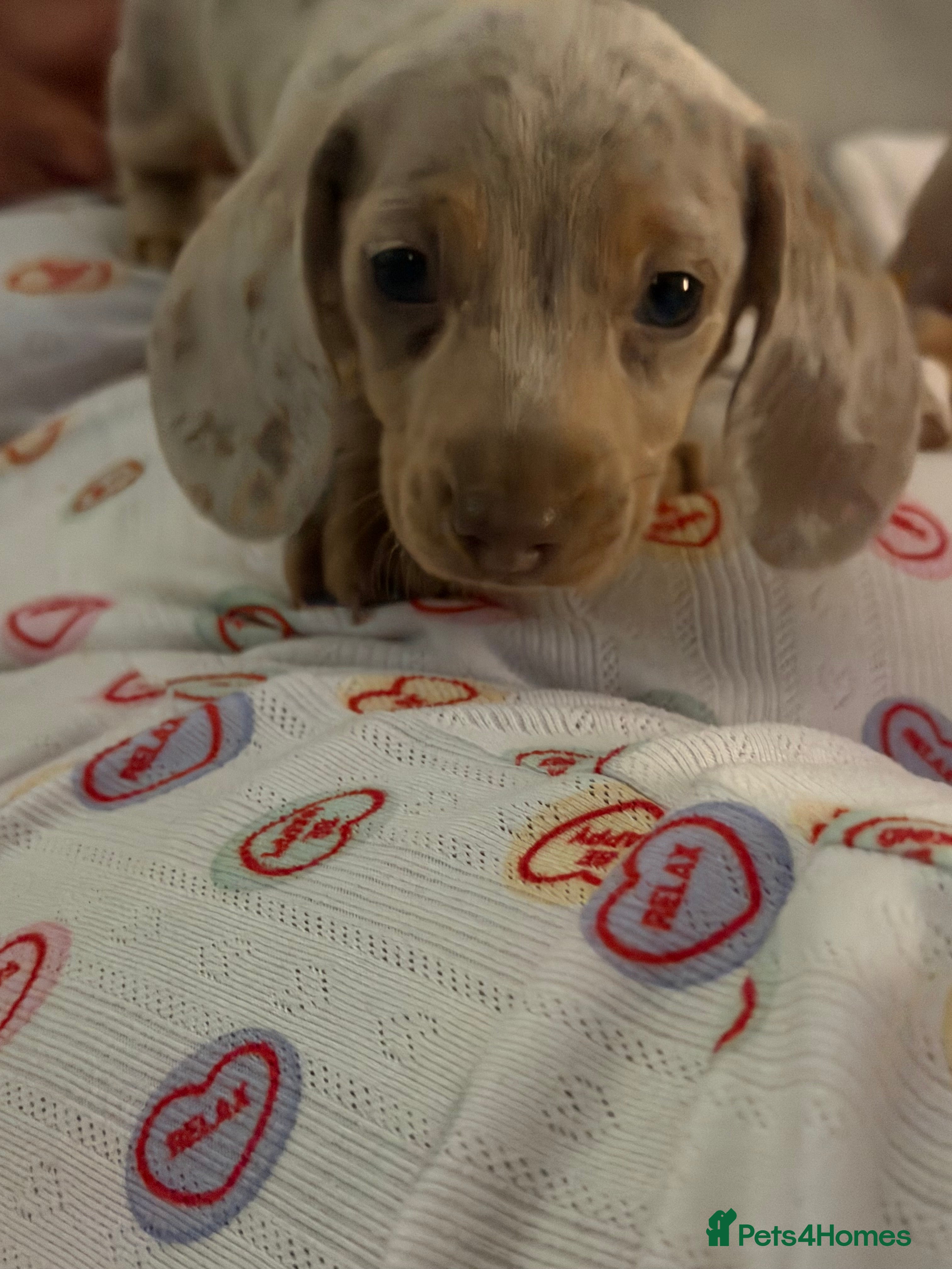 Dachshund dogs 3 beautiful dashound puppies !  - Advert 3