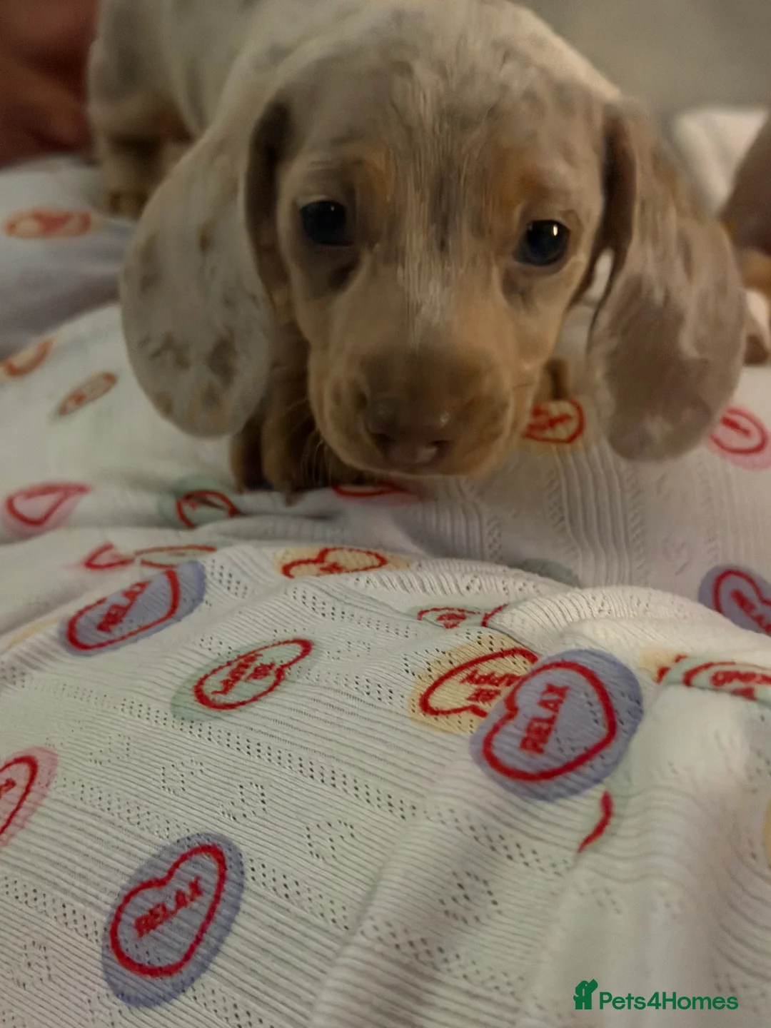 Dachshund dogs for sale: 3 beautiful dashound puppies !  - Advert 1
