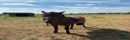 Caspian horse horses for sale: Ant (Rudaki Anthony) in Evesham - Advert 1