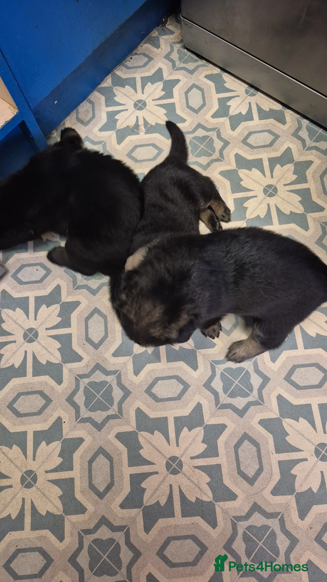 German Shepherd dogs for sale: Stunning german sheppards - Advert 10