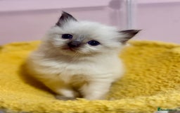 Ragdoll cats for sale: ❤️ Stunning Pure DNA Clear ✅ Ragdoll Kittens ❤️  - Image 6