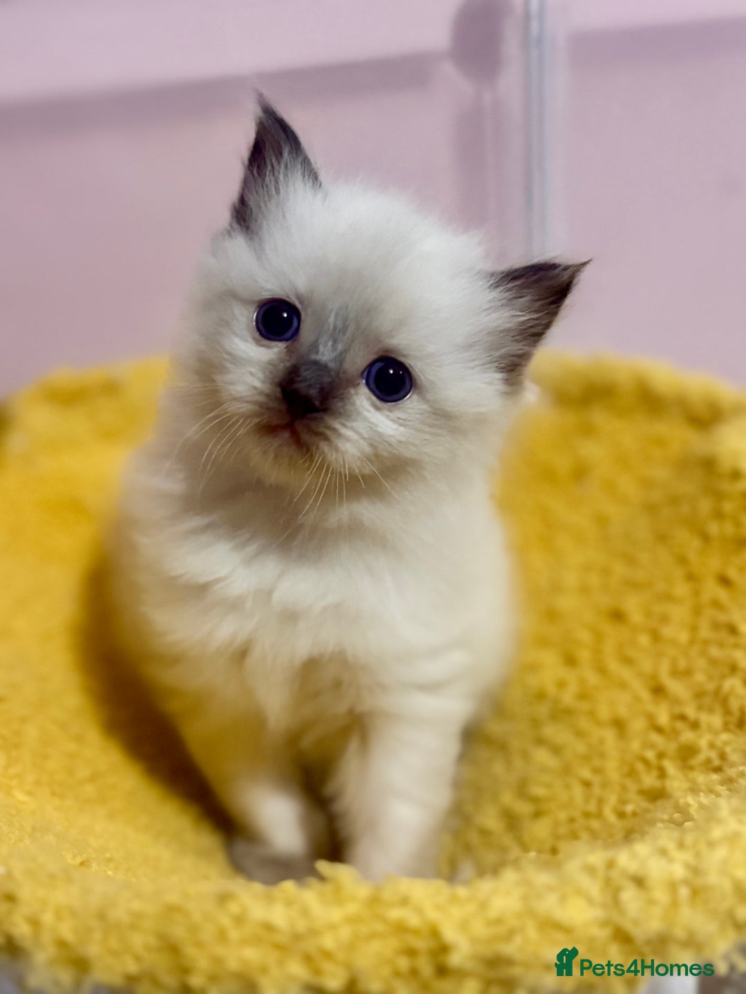 Ragdoll cats for sale: ❤️ Stunning Pure DNA Clear ✅ Ragdoll Kittens ❤️  - Image 6