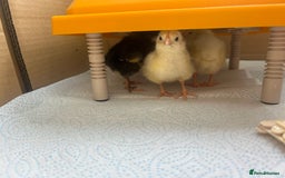 Chickens poultry for sale: Chicks for sale  - Image 3