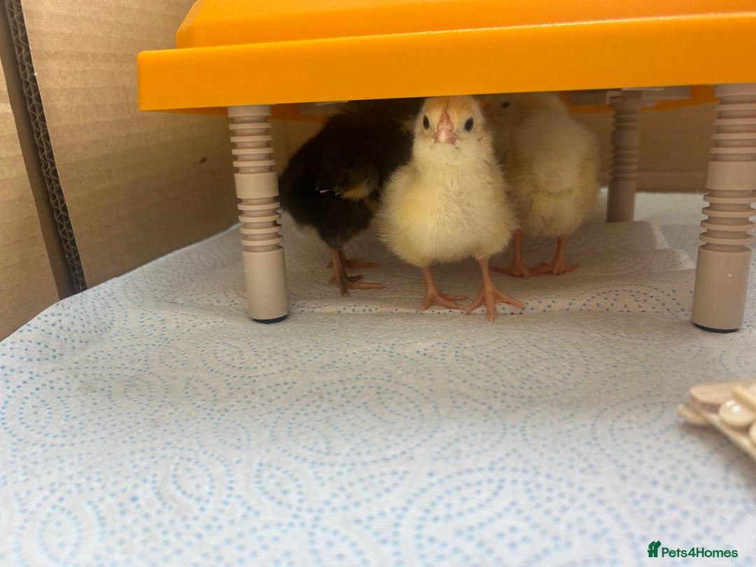 Chickens poultry for sale: Chicks for sale  - Image 3