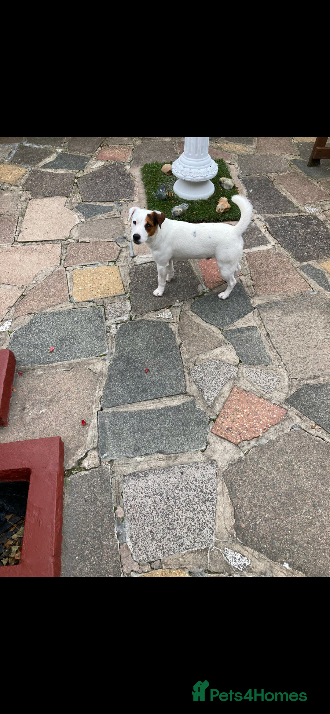 Parson Russell dogs for sale: Parsons Russell terrier - Image 2