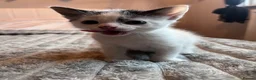 Mixed Breed cats for sale: Beautiful kittens for sale  in Wallsend - Advert 3