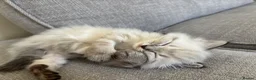 Mixed Breed cats for sale: Ragdoll Siberian Neva Masquerade Kittens - Advert 24