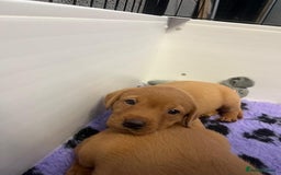 Labrador Retriever dogs for sale: Beautiful Red Fox Labrador Pups – 4 Boys & 4 Girls - Image 18