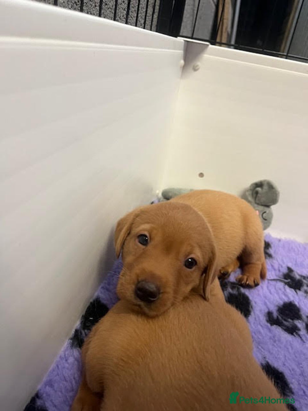 Labrador Retriever dogs for sale: Beautiful Red Fox Labrador Pups – 4 Boys & 4 Girls - Image 18