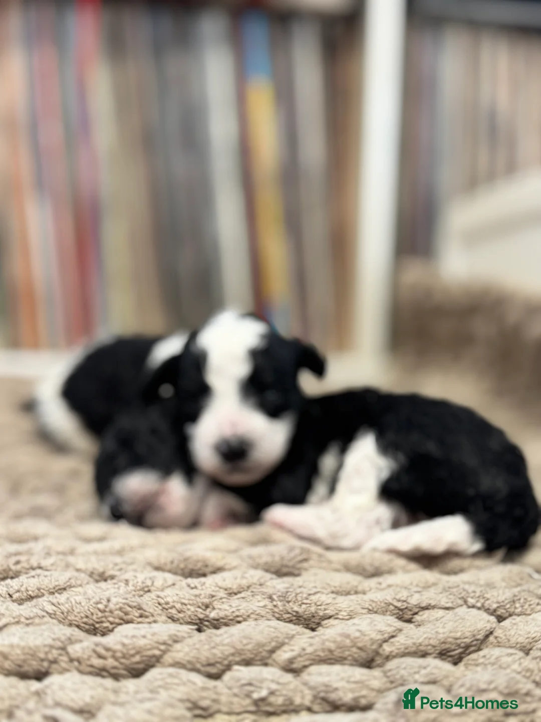 Toy Poodle dogs for sale: Tiny toy poodle boys available for reservation - Advert 1