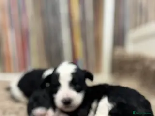 Toy Poodle dogs Tiny toy poodle boys available for reservation - Advert 3