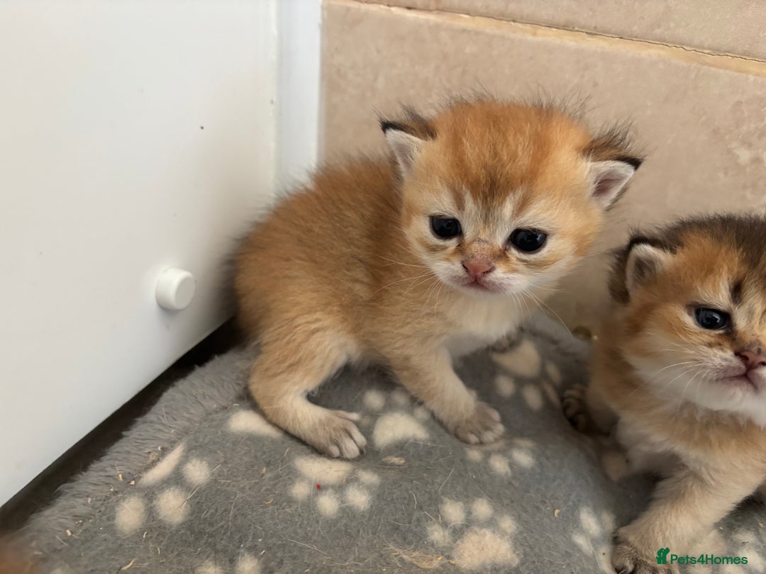 British Shorthair cats for sale: GCCF registered Golden BSH champion line, Boys - Image 22