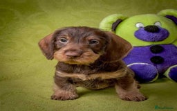 Dachshund dogs for stud: KC Registered Wirehaired Dachshund for Stud in Stoke-on-Trent - Image 11