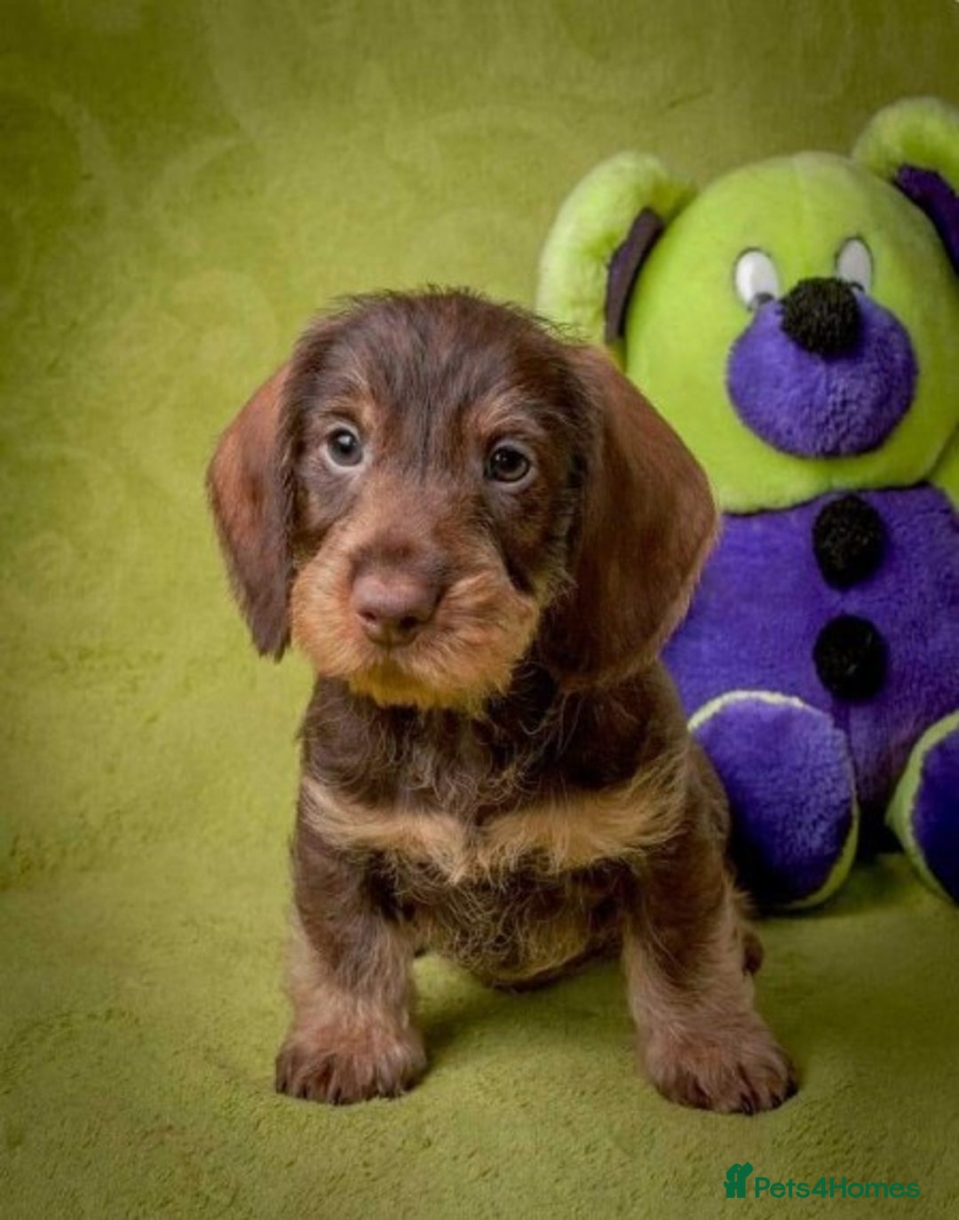 Dachshund dogs for stud: KC Registered Wirehaired Dachshund for Stud in Stoke-on-Trent - Image 11