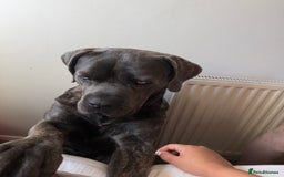 Cane Corso dogs for sale: Beautiful 2-Year-Old Cane Corso Loving & Trained - Image 11