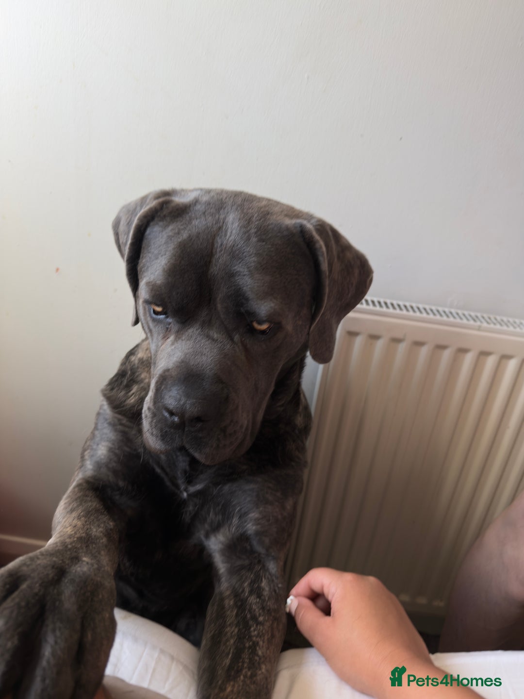 Cane Corso dogs for sale: Beautiful 2-Year-Old Cane Corso Loving & Trained - Image 11