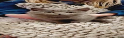 British Shorthair cats for sale: BRITISH SHORTHAIR KITTENS *3 available* - Advert 2