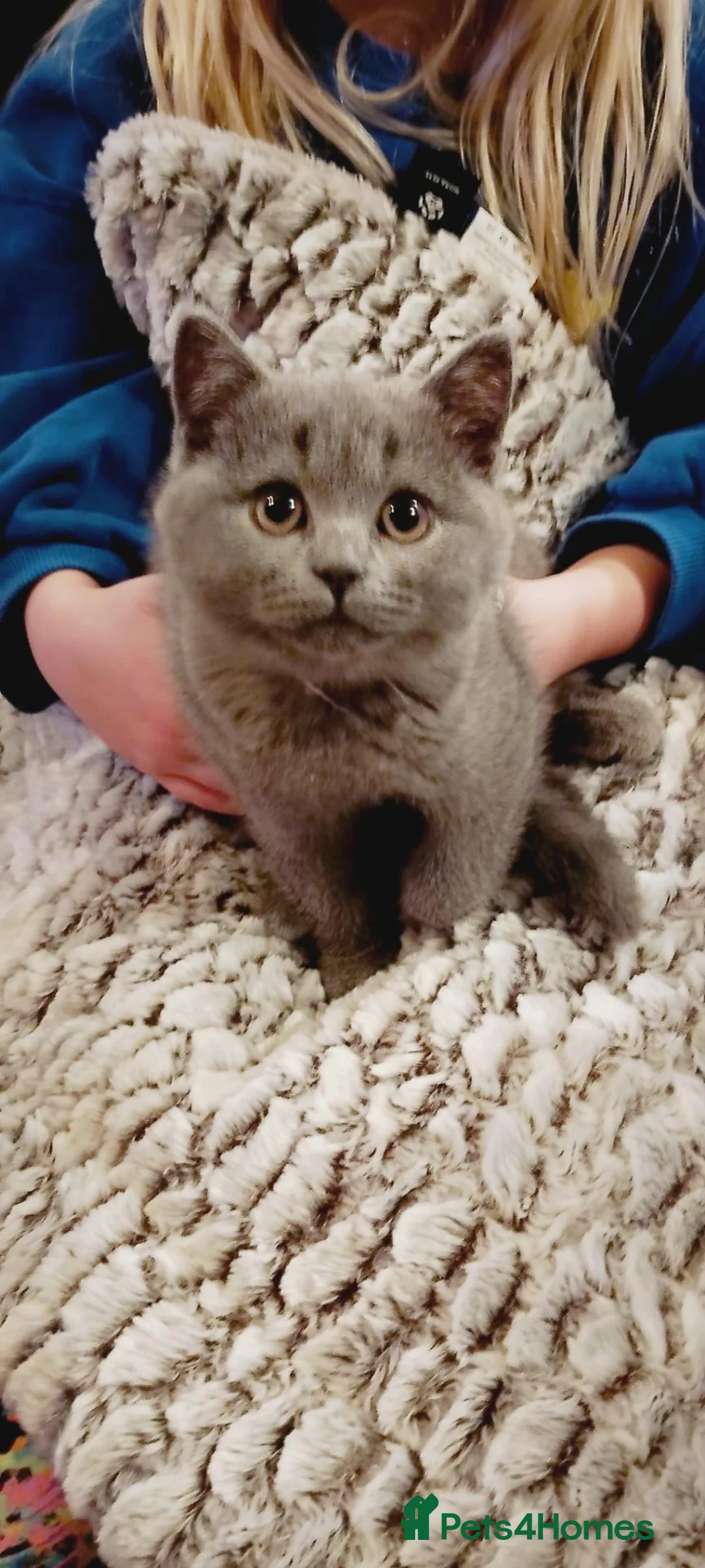 British Shorthair cats for sale: BRITISH SHORTHAIR KITTENS *3 available* - Advert 2