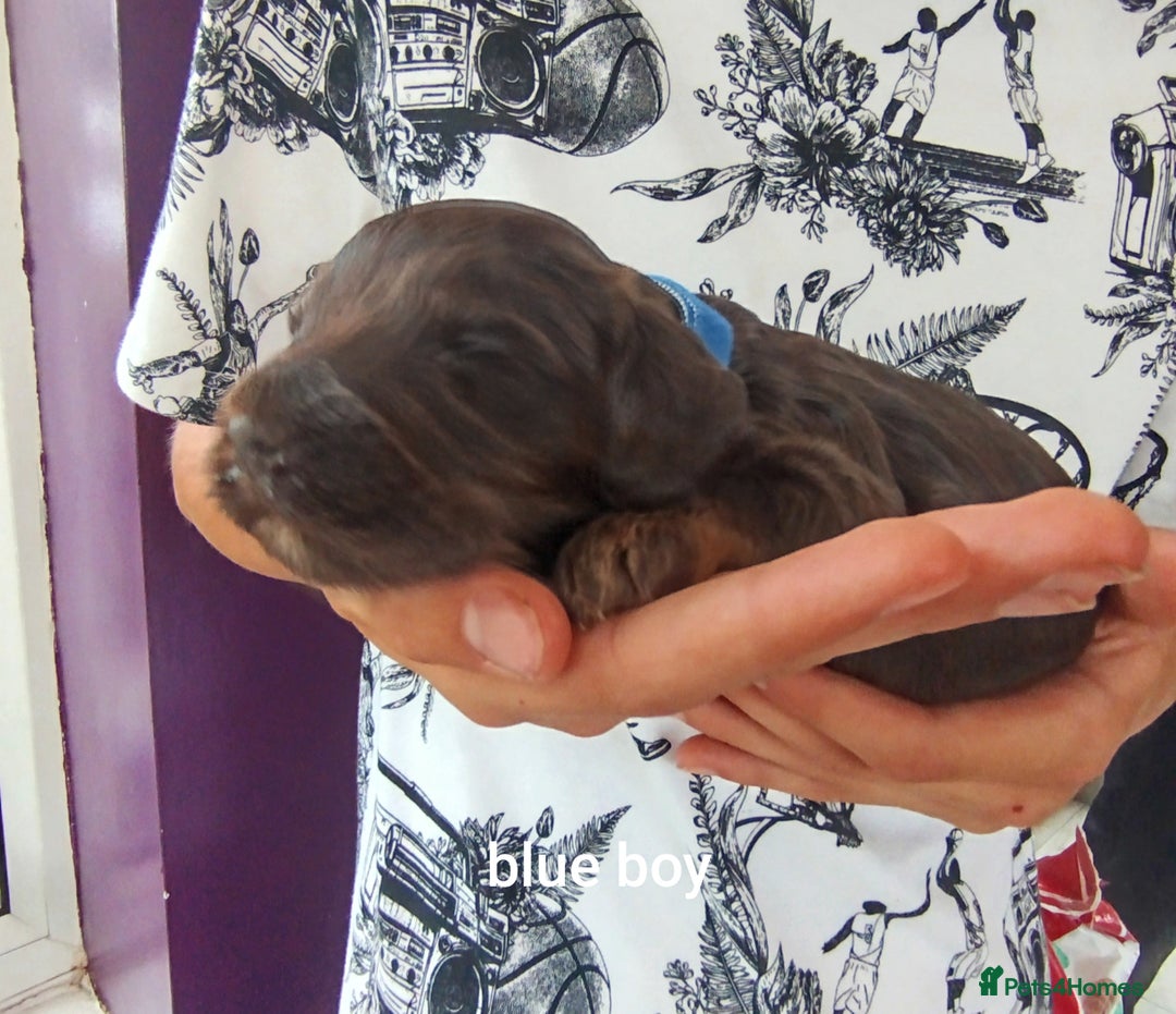 Cockapoo dogs for sale: Stunning cockapoo puppies  - Image 17