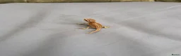 Bearded Dragon reptiles for sale: 🦎 beautiful G stripped dragons 🐉  - Advert 11