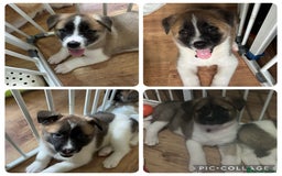 Akita dogs for sale: 5 Beautiful akita puppies in Willenhall - Image 1