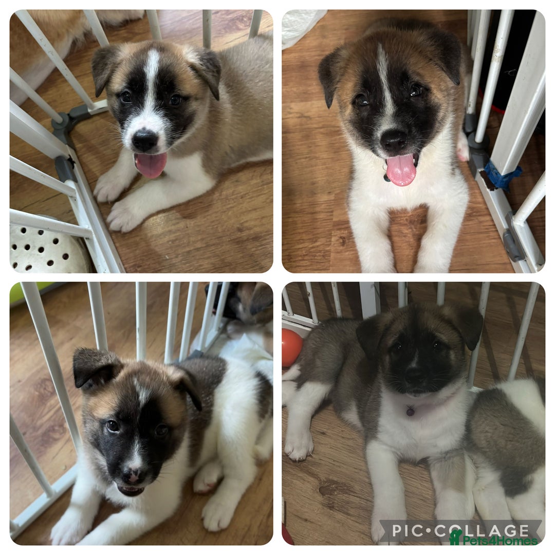 Akita dogs for sale: 5 Beautiful akita puppies in Willenhall - Image 1