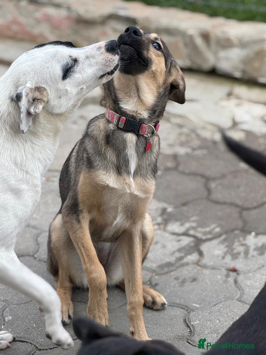 Mixed Breed dogs for adoption: MOCHI – a Superb young Girl for a Loving Home - Advert 26