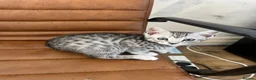 Mixed Breed cats for sale: Adorable bengal mixed kittens - Advert 9