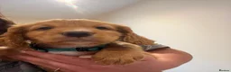 Sprocker dogs for sale: 3 Working Sprocker Puppies For Sale - Advert 9