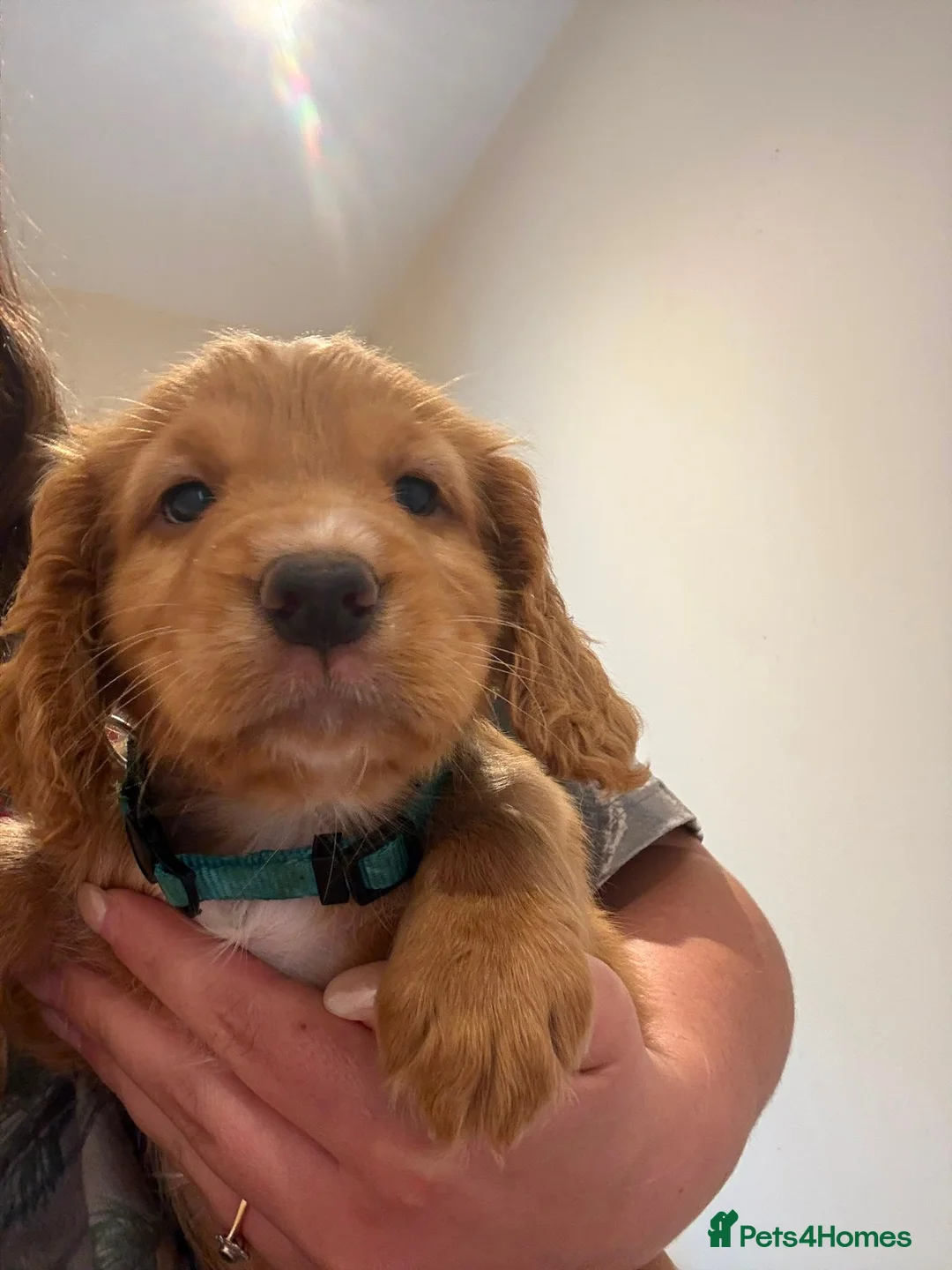 Sprocker dogs for sale: 3 Working Sprocker Puppies For Sale - Advert 9