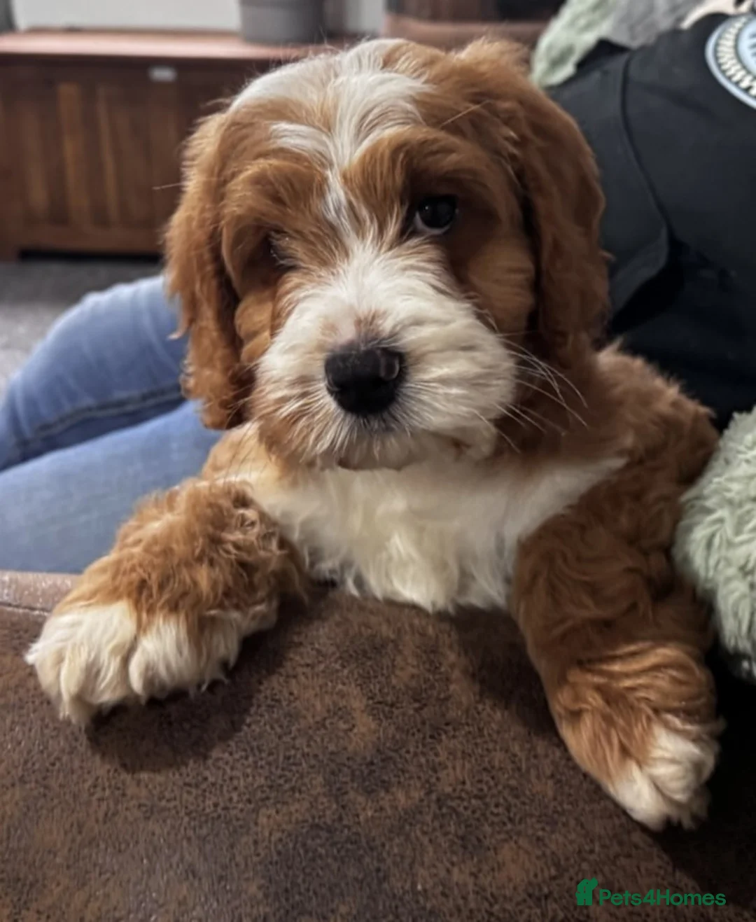 Australian Labradoodle dogs for sale: Multi-Gen Australian Labradoodle Puppies - Advert 1