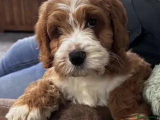 Australian Labradoodle dogs Multi-Gen Australian Labradoodle Puppies - Advert 2