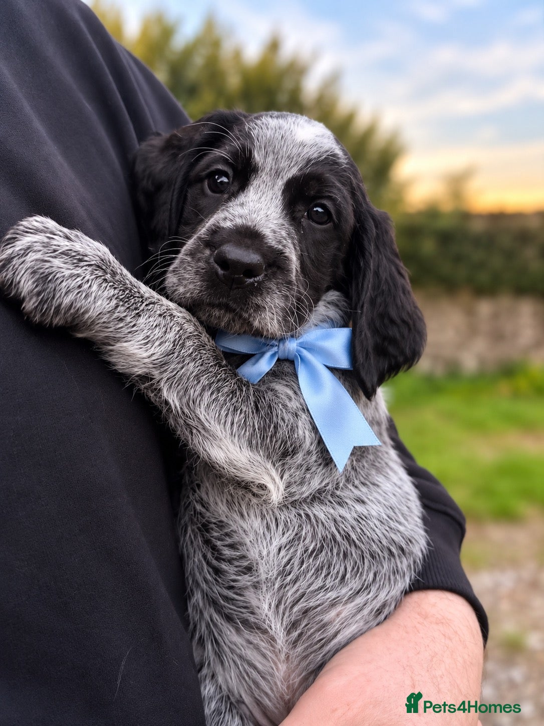Mixed Breed dogs Gorgeous Pointer x setter puppies - Advert 2