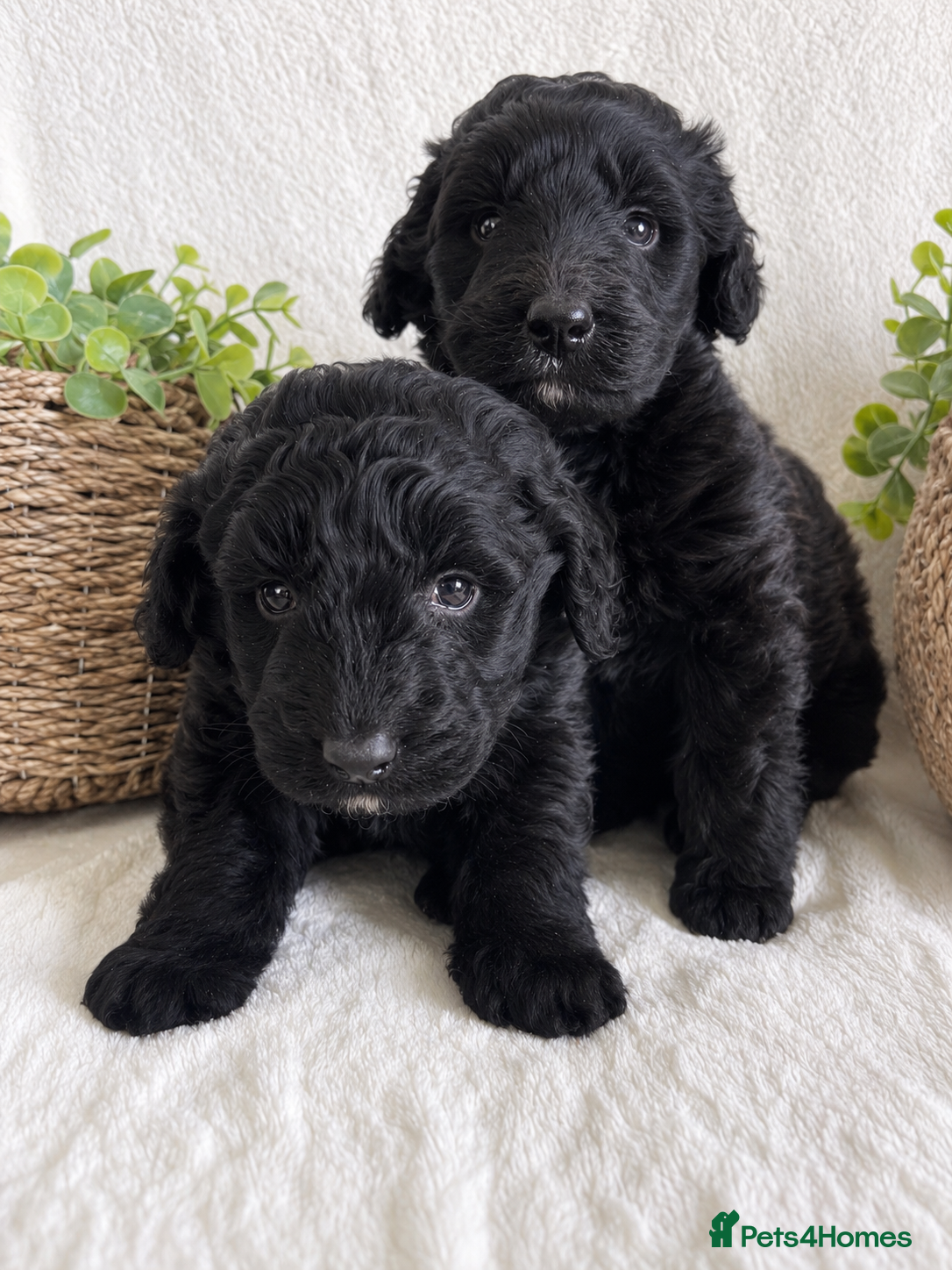 Bernedoodle dogs STUNNING F1 BERNEDOODLE - Advert 2