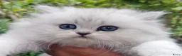 Persian cats for sale: Beautiful persian kitten - Advert 5