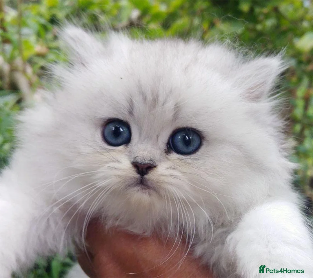 Persian cats for sale: Beautiful persian kitten - Advert 5