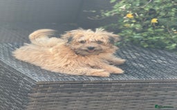 Pomapoo dogs for sale: Adorable pomapoo girl fully health tested parental in Southampton - Image 6