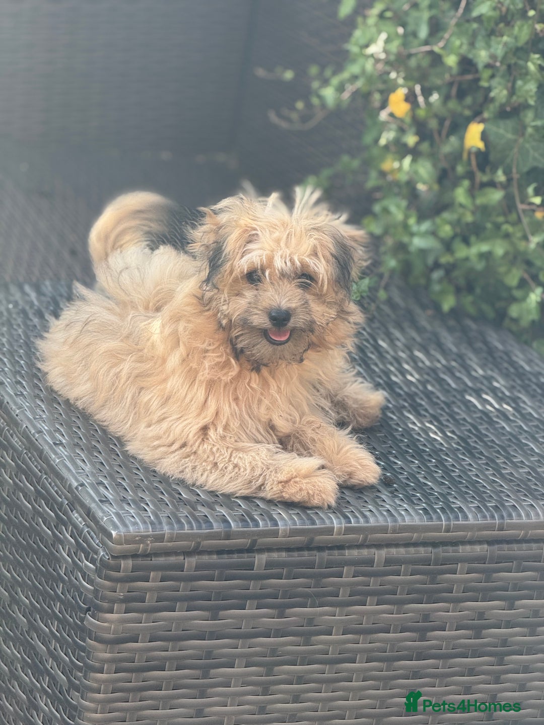 Pomapoo dogs for sale: Adorable pomapoo girl fully health tested parental in Southampton - Image 6