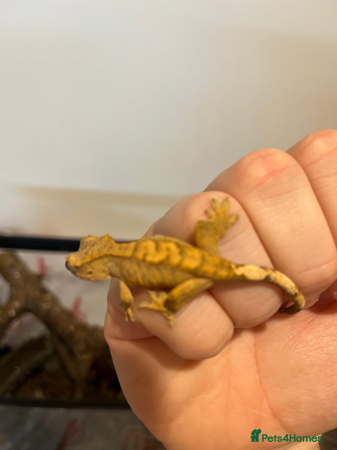 Gecko reptiles for sale: Crested gecko babies for sale  - Advert 24