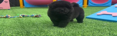 Stunning solid black male chowski 